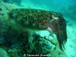 Cuttlefish: Chameleons Of The Sea by Hansruedi Wuersten 